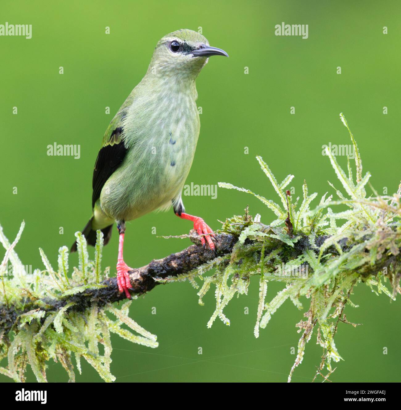 Rotbeinige Honeycreepers aus nächster Nähe, Boca Tapada, Costa Rica Stockfoto