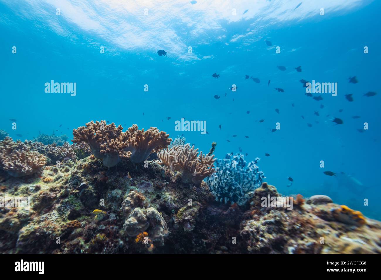 Tropische Korallenriffe mit Blick auf Korallenkopf, Fische und Hart- und Weichkorallen Stockfoto