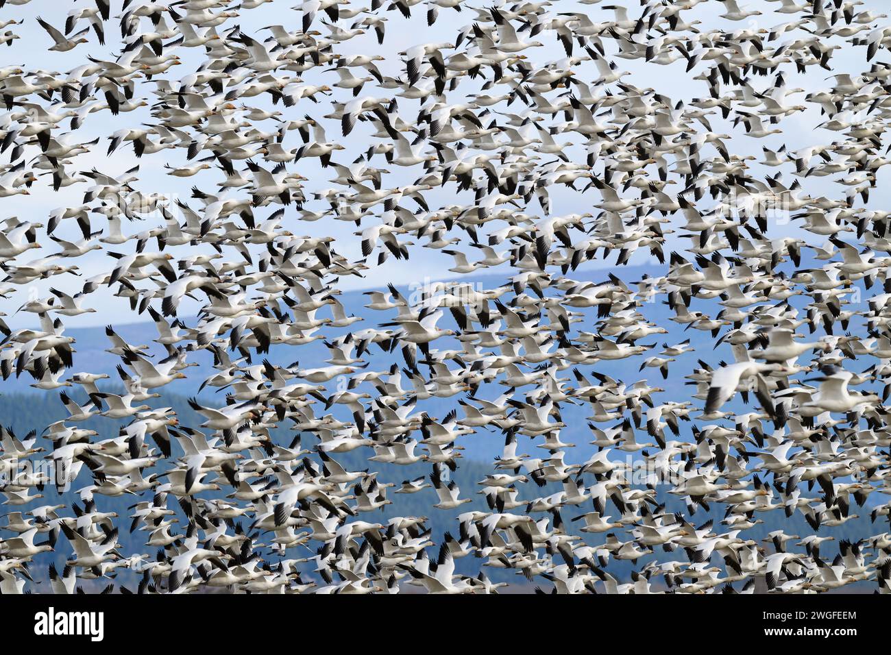 Große Schar überwinterender Schneegänse, die zusammen über das Skagit Valley fliegen Stockfoto