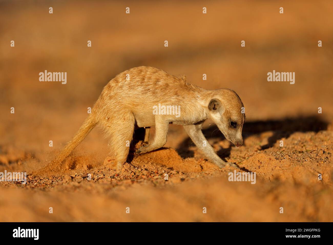 Ein erdmännchen (Suricata suricatta) aktiv auf Nahrungssuche im natürlichen Lebensraum, Kalahari Wüste, Südafrika Stockfoto