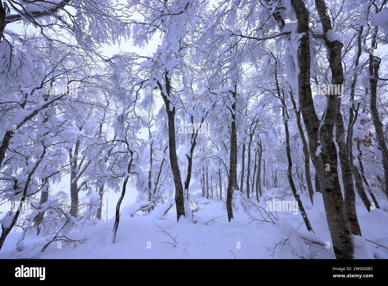 Tsuruga Castle (Wakamatsu Castle) eine Betonnachbildung einer Burg aus dem 14. Jahrhundert in Otemachi, Aizuwakamatsu, Fukushima, Japan Stockfoto