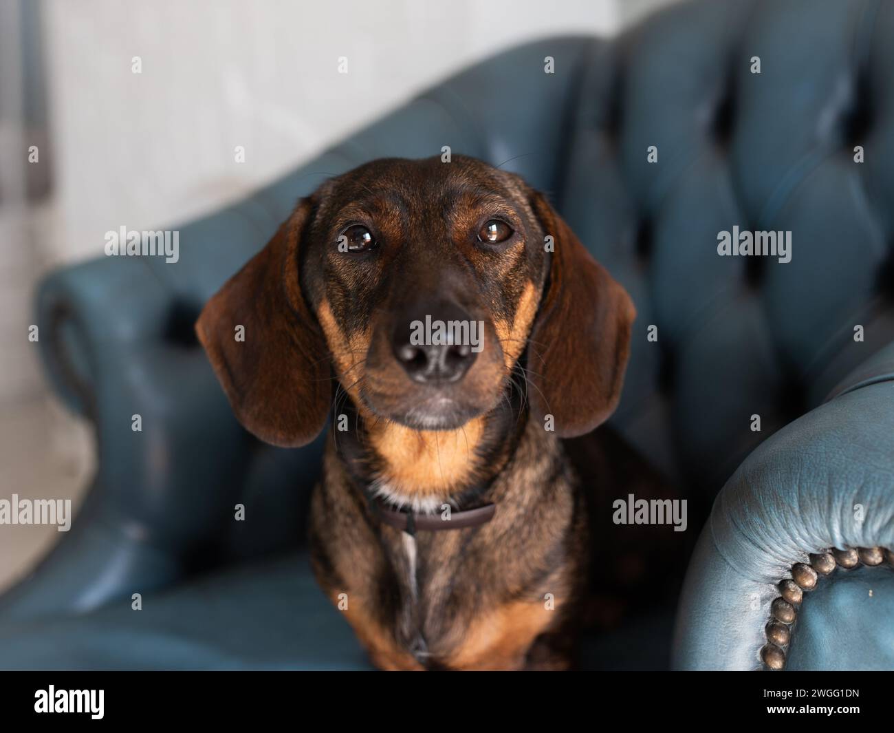 Entzückender Dachshund, der in die Kamera blickt. Stockfoto