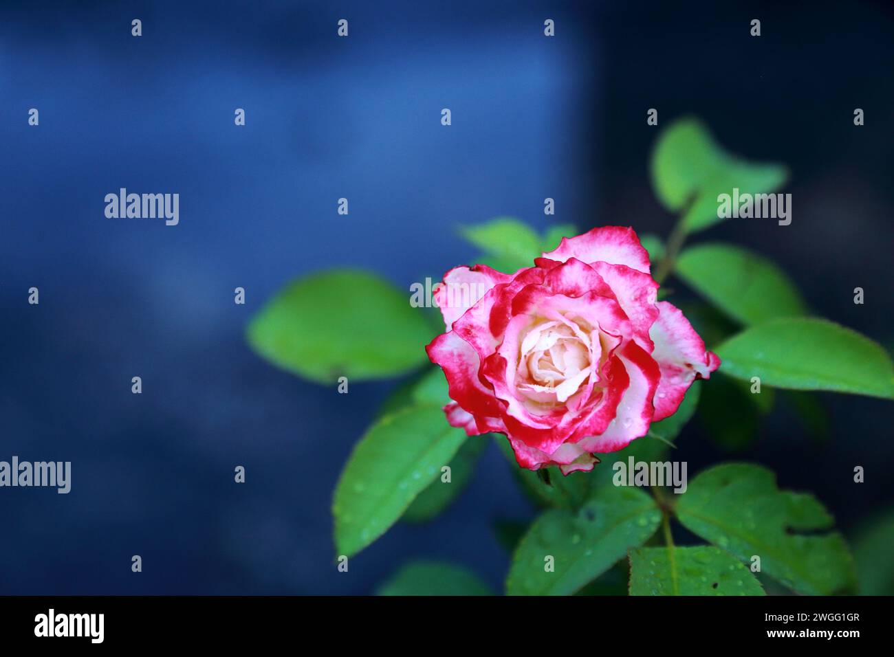 Eine frische rosa Rose auf blauem Hintergrund Stockfoto