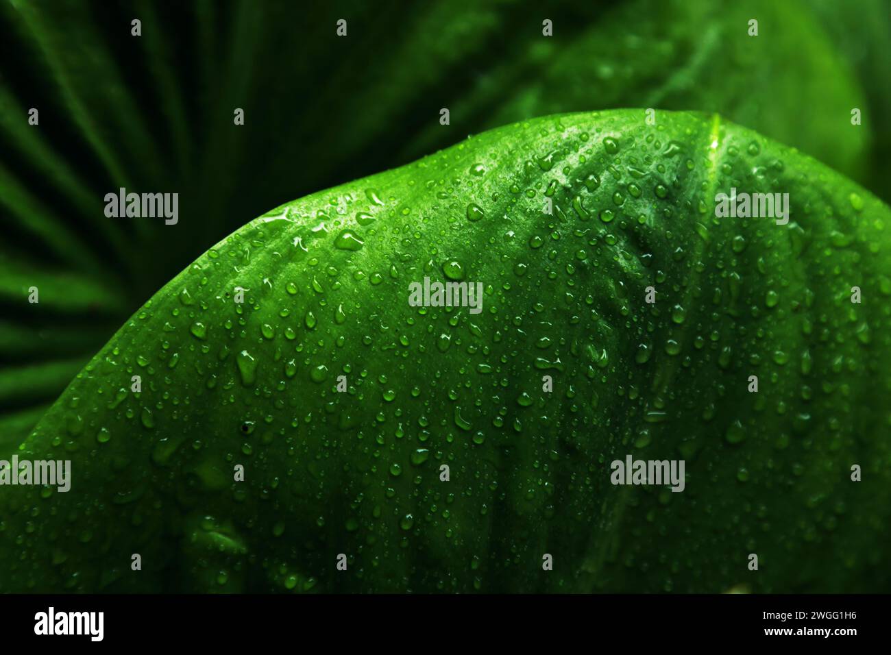 Die Textur des Tau auf dem grünen Blatt nach Regen Stockfoto