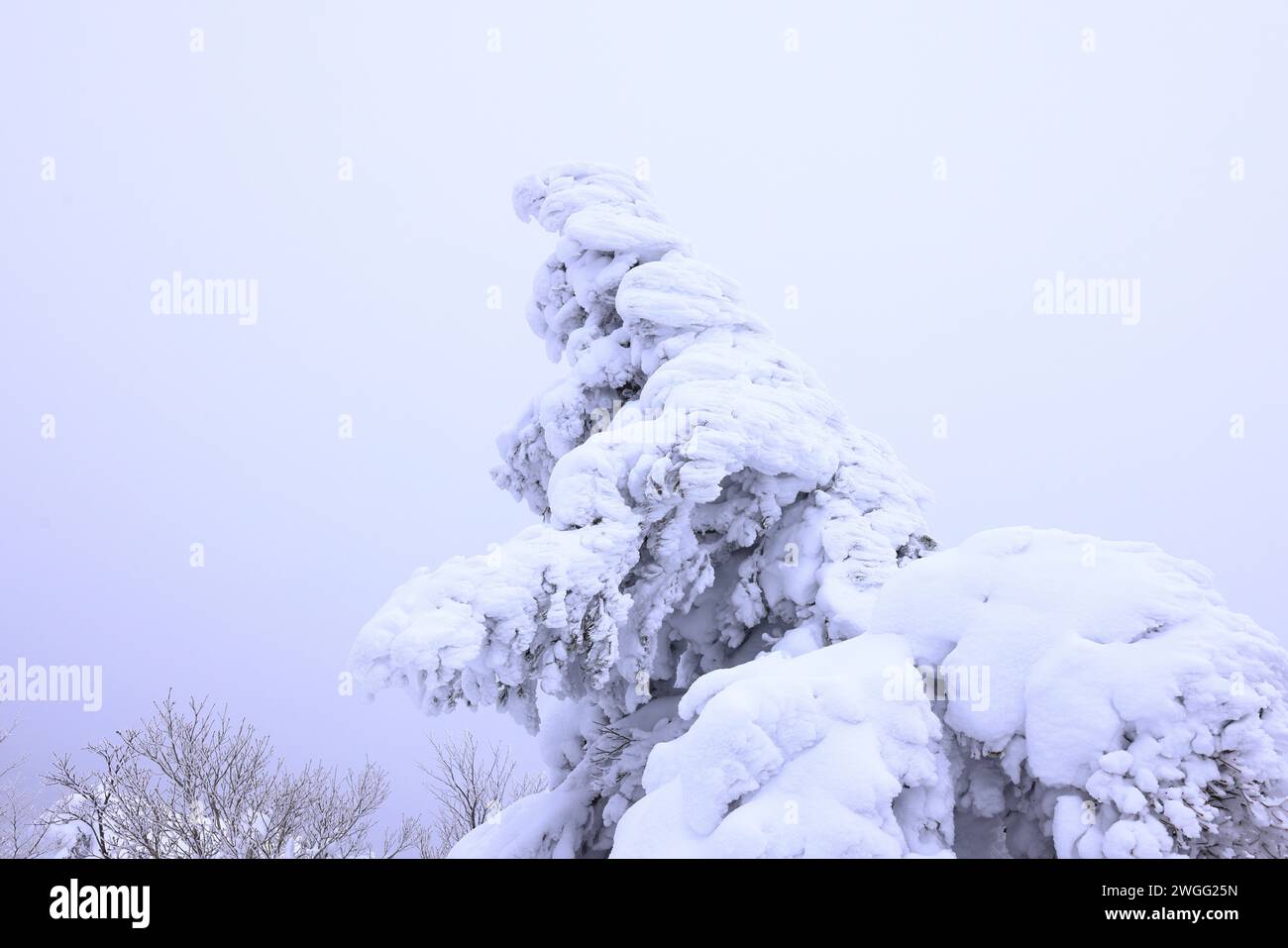 Tsuruga Castle (Wakamatsu Castle) eine Betonnachbildung einer Burg aus dem 14. Jahrhundert in Otemachi, Aizuwakamatsu, Fukushima, Japan Stockfoto