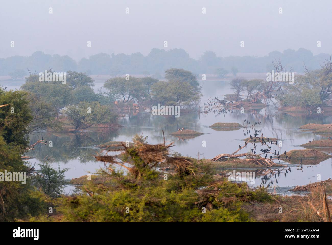 Ein Blick von oben auf die Landschaft in den Feuchtgebieten von Bharatpur, Rajasthan, Indien Stockfoto