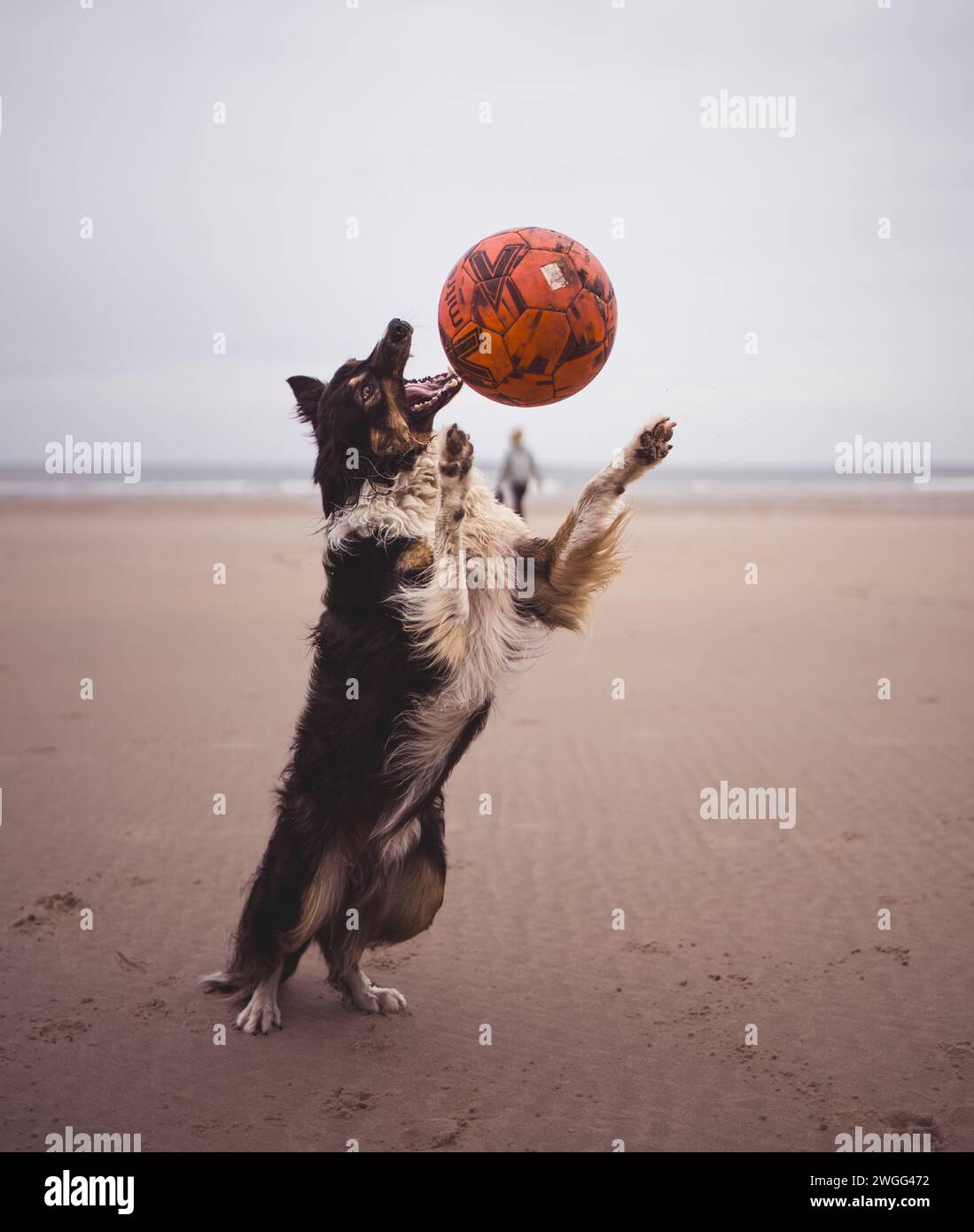 Ein Hund, der einen Ball an einem Sandstrand fängt. Stockfoto