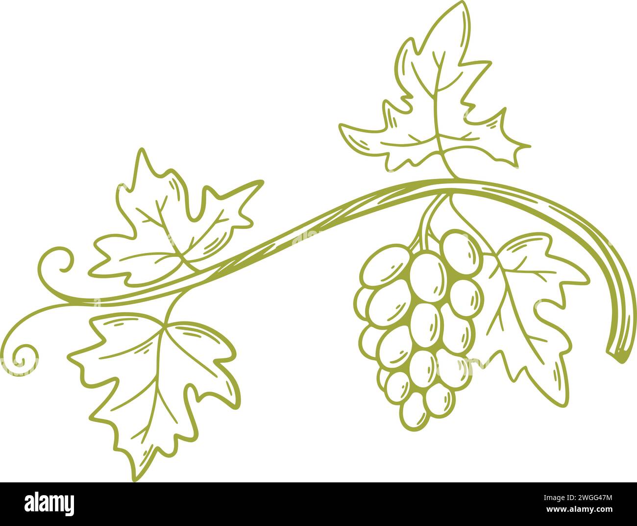 Grüne Traubenzweige handgraviert. Chardonnay oder Sauvignon Sketch Rebe. Reife Traubensorten der weißen Rebsorte, isolierte Vektorillustration Stock Vektor