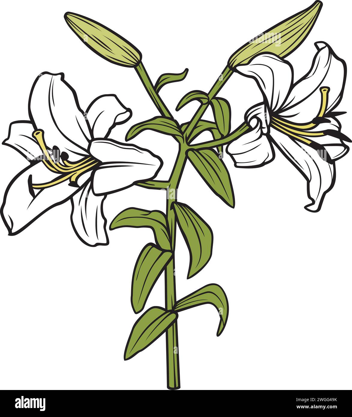 Weiße Lilienblume Vektor-Illustration Stock Vektor
