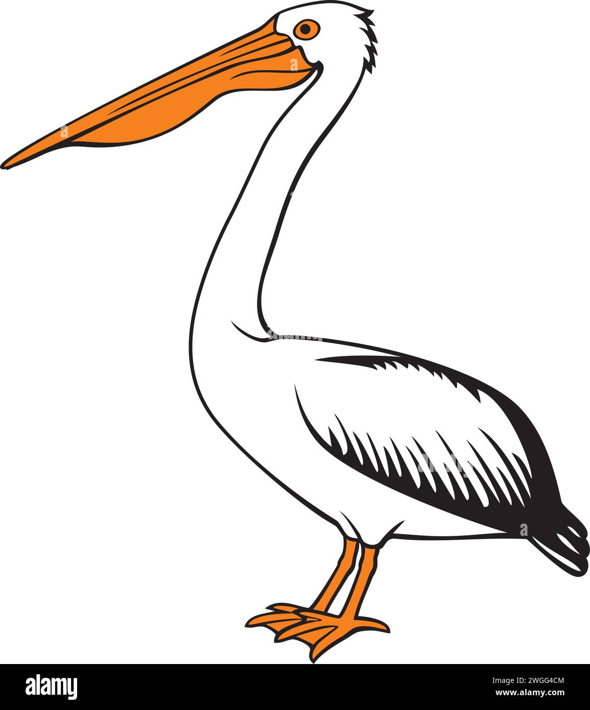 Pelican Vogel Farbe Vektor Illustration Stock Vektor