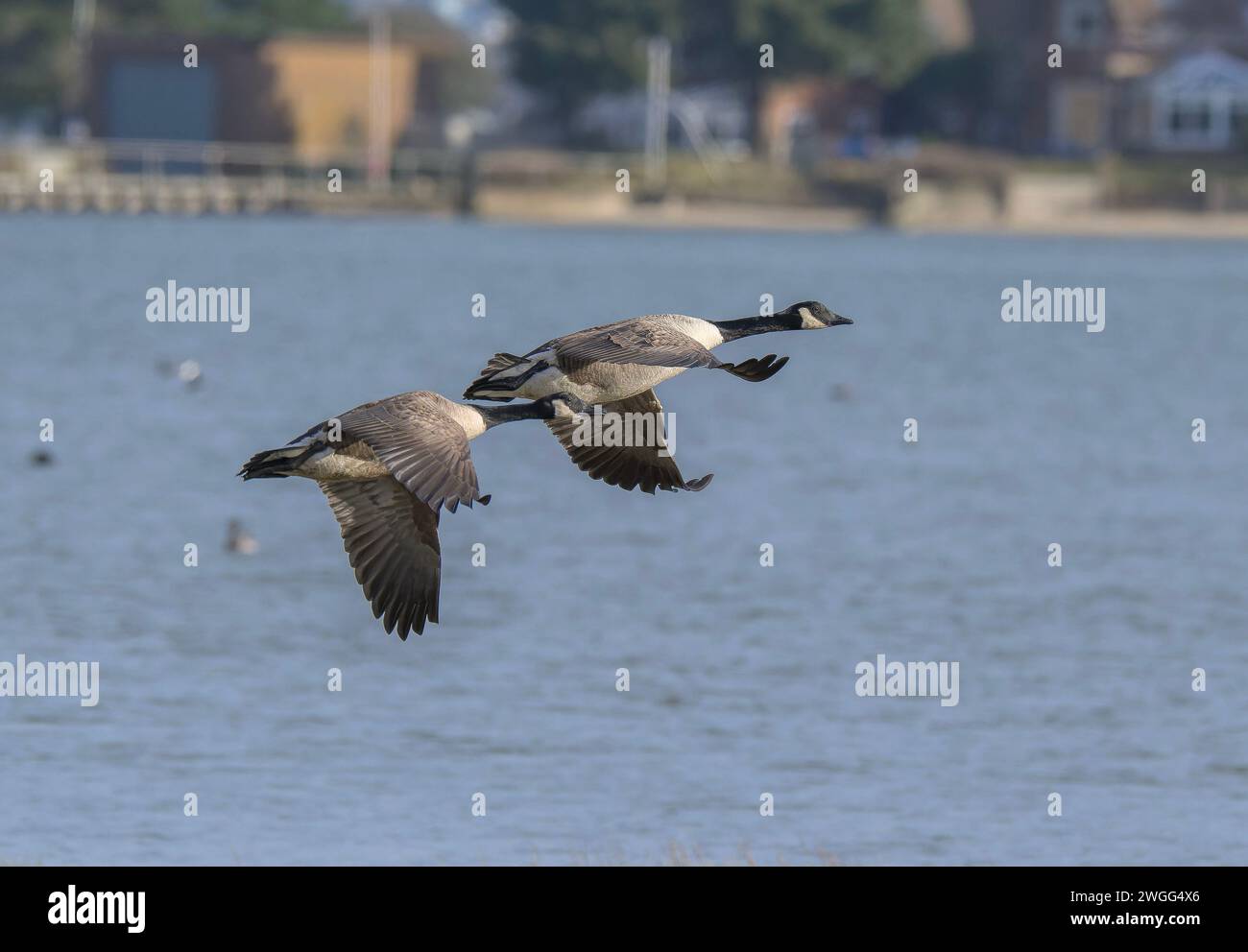 Kanadiengänse, Branta canadensis, im Flug über Poole Harbour. Stockfoto