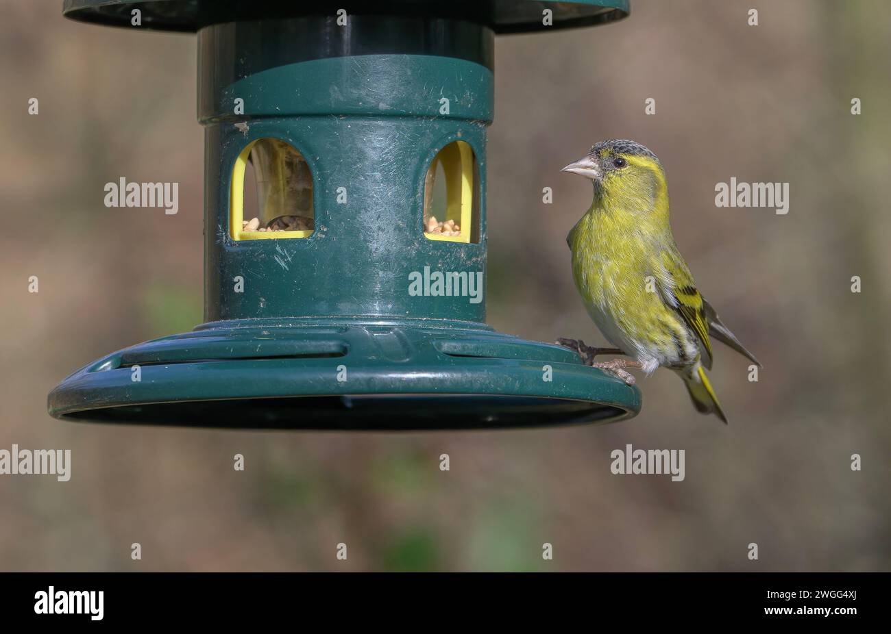 Männlicher Siskin, Spinus spinus, in der Gartenvogelzucht mitten im Winter. Stockfoto