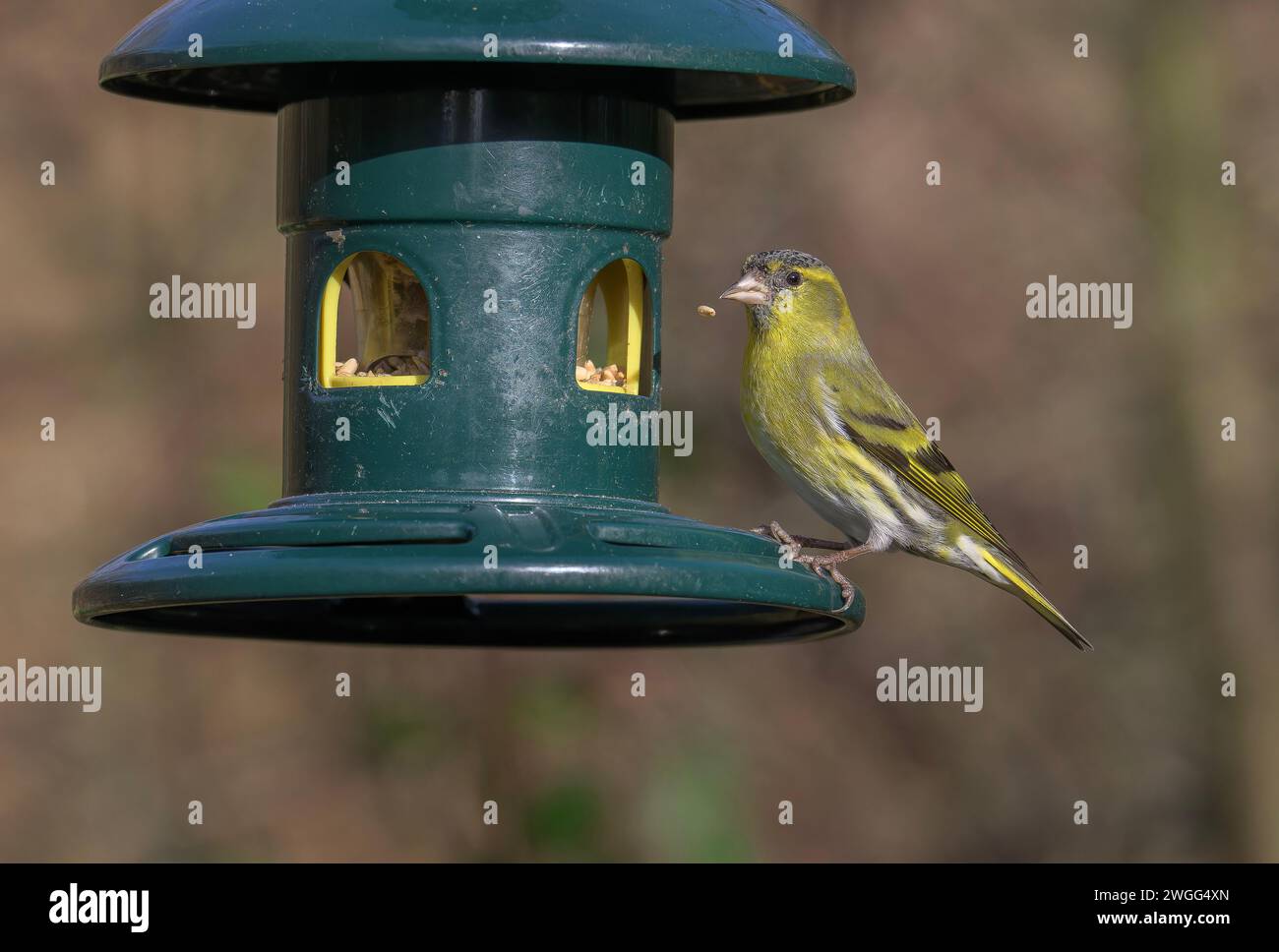 Männlicher Siskin, Spinus spinus, in der Gartenvogelzucht mitten im Winter. Stockfoto