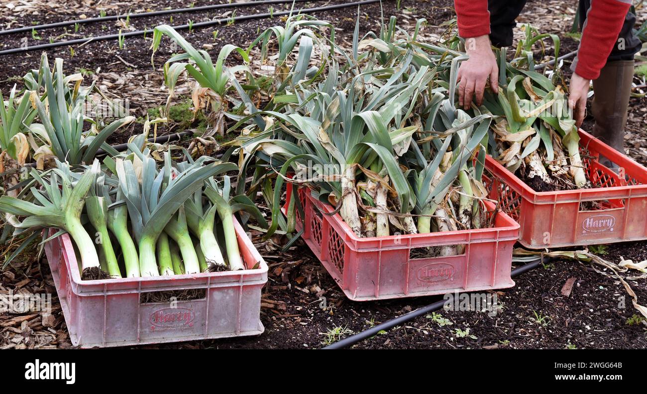 PRODUKTION - 31. Januar 2024, Sachsen, Kossa: Phil Gäbler vom Gemeindebetrieb „Knackiger Acker“ erntet Porree auf dem 3000 Quadratmeter großen Feld. Im dritten Jahr haben Phil Gäbler, der aus England stammt und biologische Vielfalt und Ökologie studiert hat, und seine Frau Anne, die einen Abschluss in technischer Übersetzung hat, erfolgreich Bio-Gemüse für ihre derzeitigen 46 Aktionäre angebaut. Die Mitglieder der privaten Haushalte zahlen einen monatlichen Beitrag an den kleinen Bauernhof und können nun im Winter und im Sommer alle zwei Wochen ihren Anteil an frischem Gemüse einsammeln. Bis zu neun Sorten wint Stockfoto