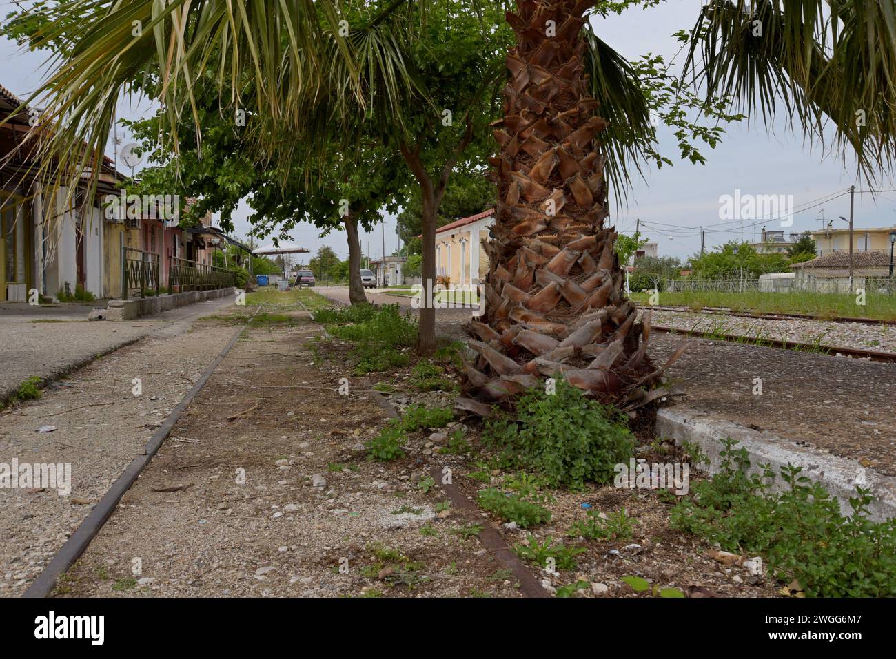 Bäume wachsen entlang des Bahnsteigs am verlassenen, verfallenen Bahnhof in Amaliada, Peloponese, Griechenland Stockfoto