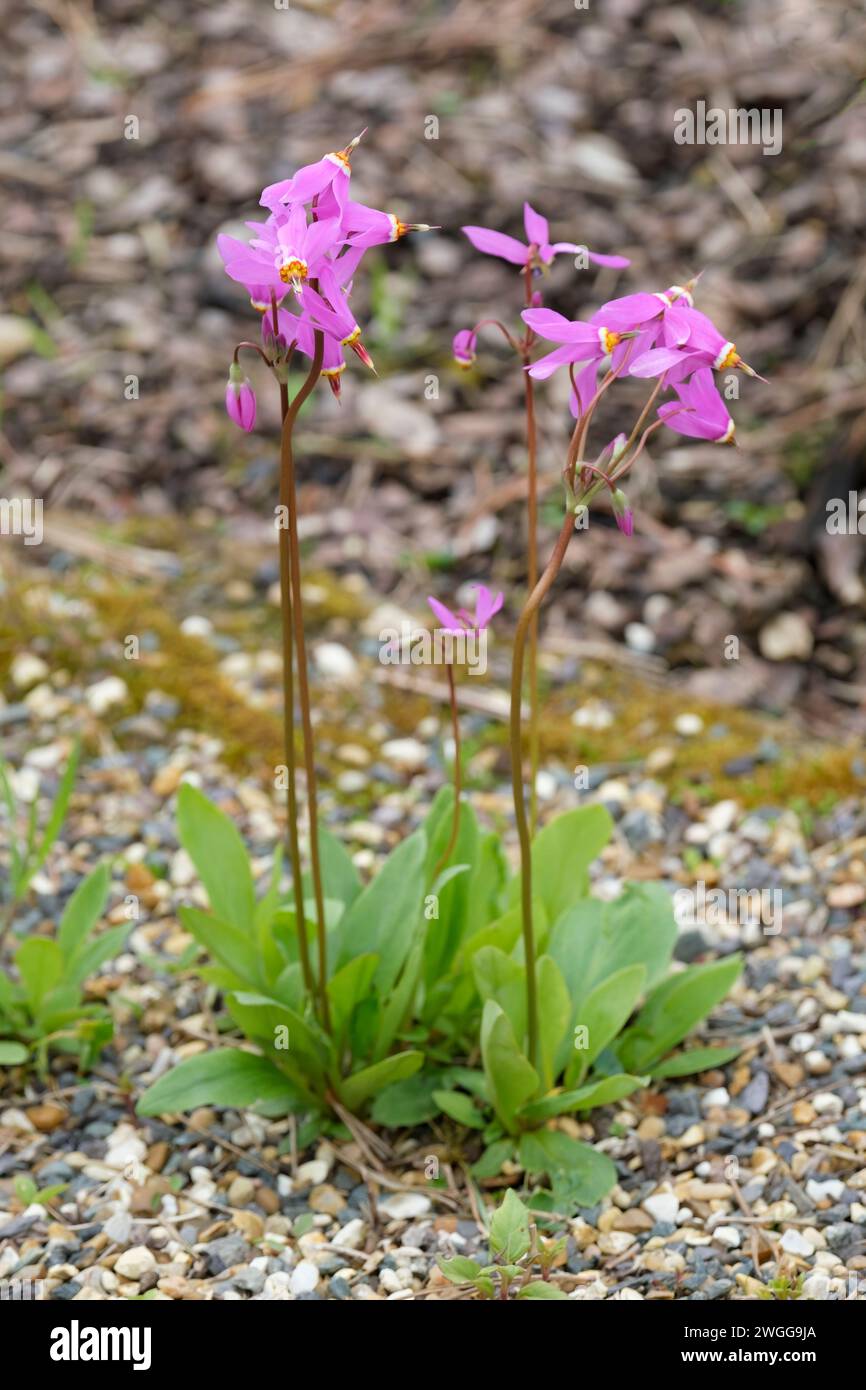 Dodecatheon radicatum, mit Juwelen besetzter Sternschnuppe mit tiefrot-violetten Blüten Stockfoto