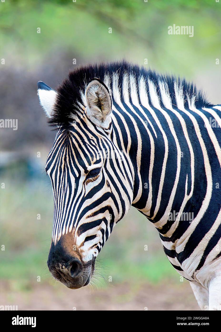 Zebra South Africa Marloth Park Stockfoto