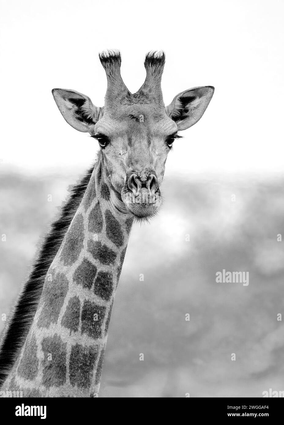 Giraffe Südafrika Stockfoto