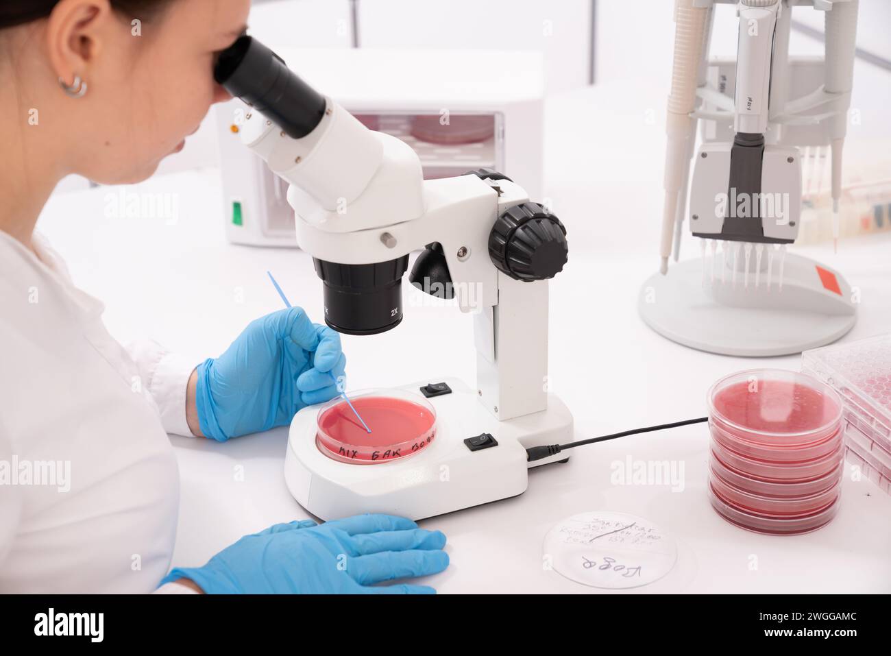 Junge Erwachsene Frau, die mit Mikroskop ein wissenschaftliches Experiment im Labor durchführt Stockfoto