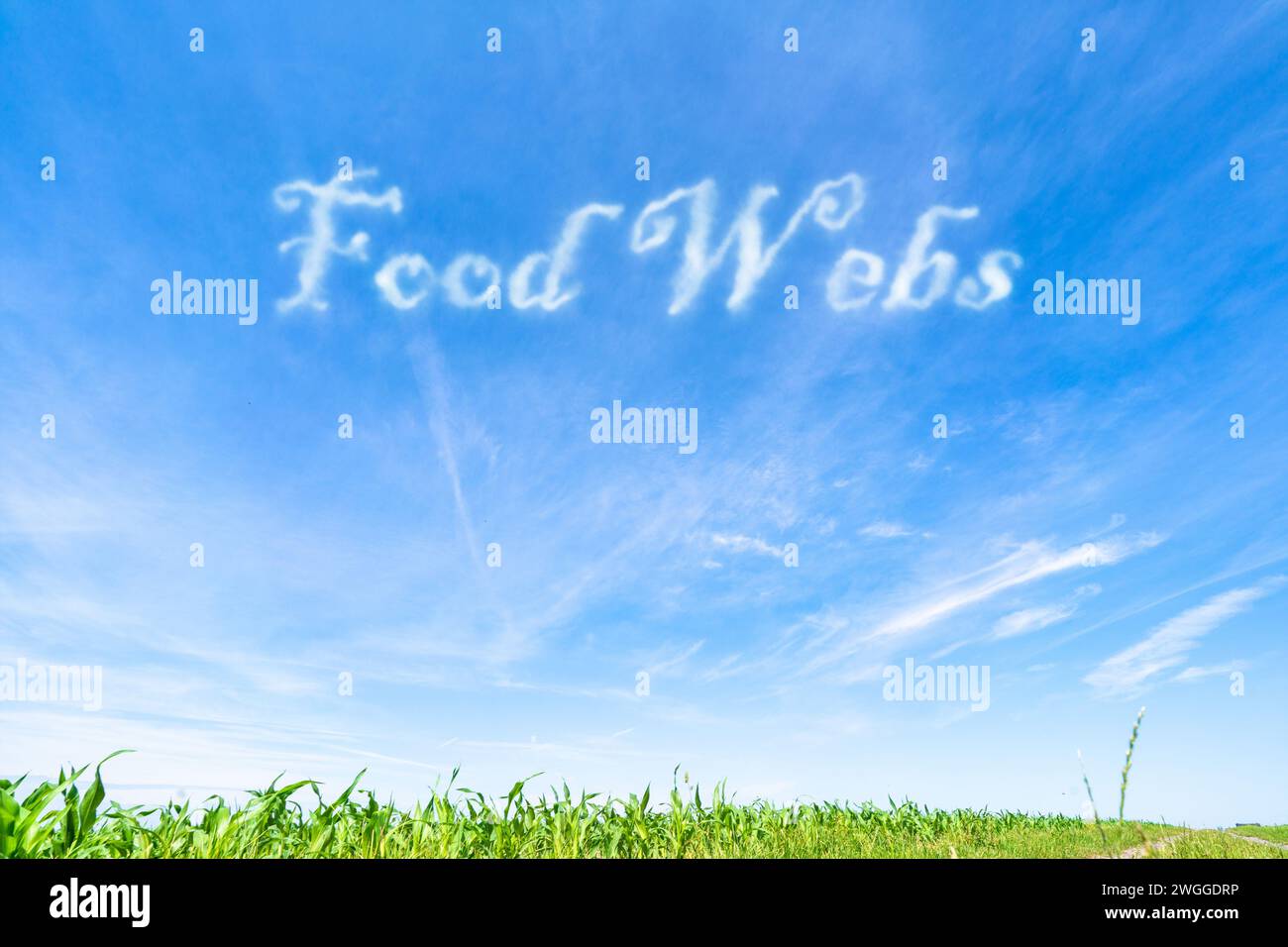 Lebensmittelnetze: Komplexe Verflechtungen von Lebensmittelketten, die den Energiefluss in Ökosystemen veranschaulichen. Stockfoto