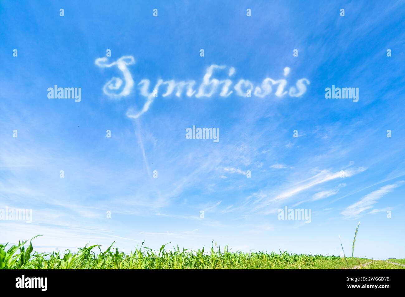 Symbiose: Enge Wechselwirkungen zwischen verschiedenen Arten, wie Mutualismus, Kommensalismus und Parasitismus. Stockfoto