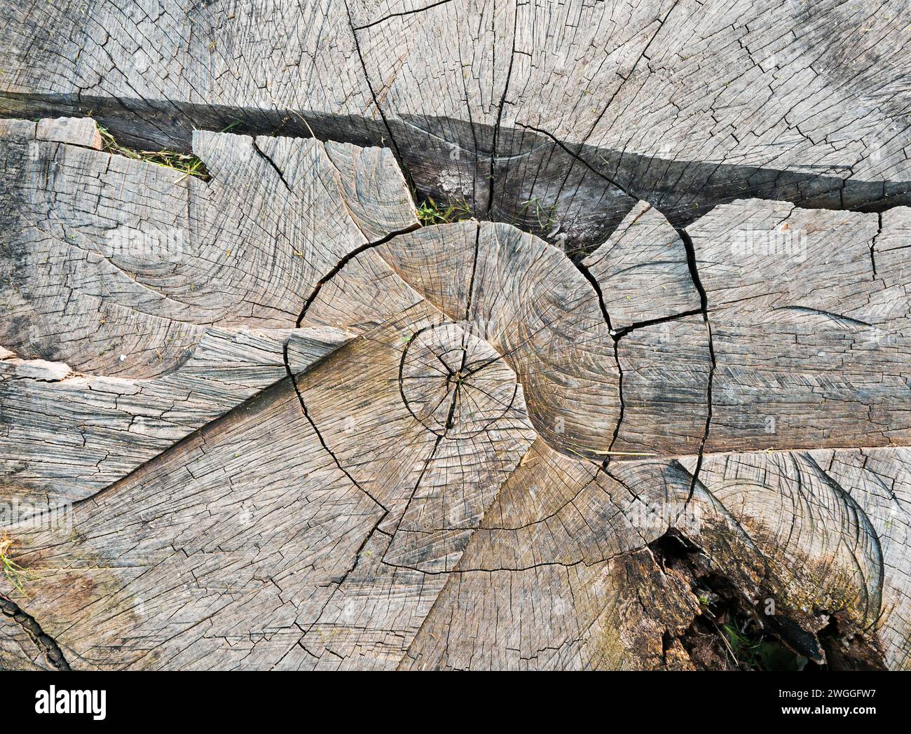 Blick von oben auf einen riesigen zerrissenen Baumstamm eines schräg geschnittenen Baumes Stockfoto