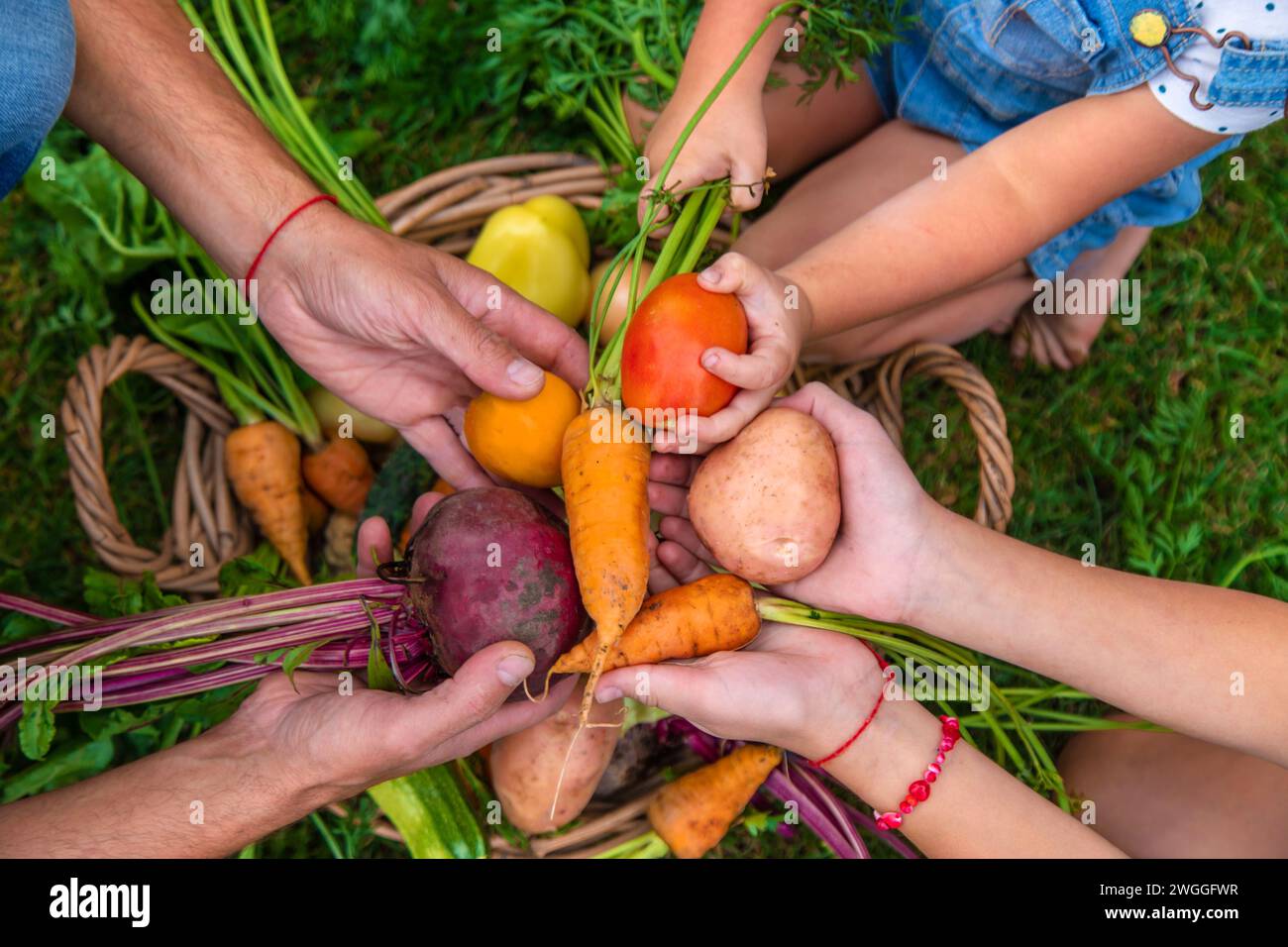 Eine Familie erntet Gemüse im Garten. Selektiver Fokus. Stockfoto