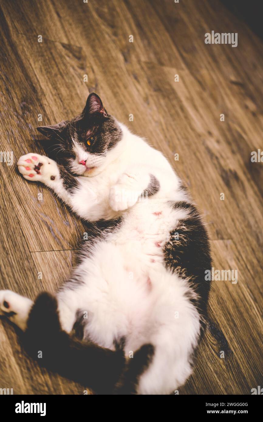 Eine neugierige Katze mit verspieltem Geist, die auf dem Rücken auf einem Holzboden liegt und direkten Blickkontakt mit der Kamera hat Stockfoto