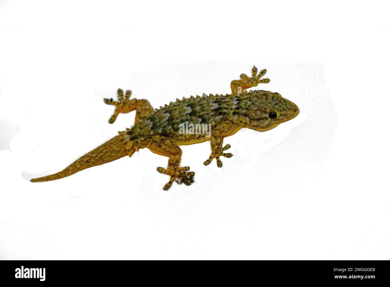 Gecko auf weißem Hintergrund Stockfoto