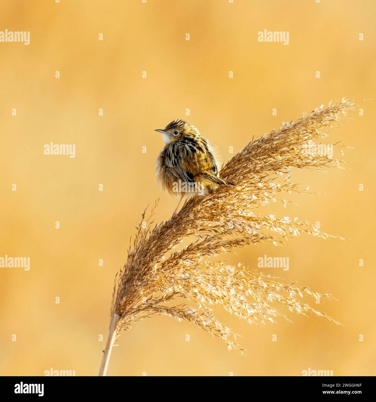 Fächerschwänzer, Zitting Cisticola, Cisticola Juncidis, auf einem Schilf stehend. Stockfoto