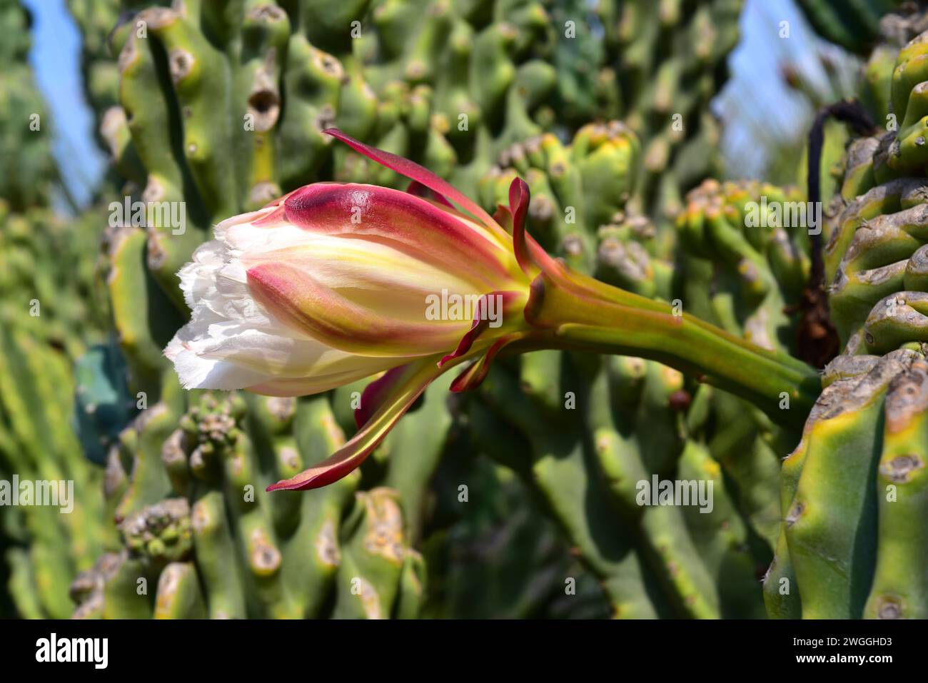 Der Cardon uruguayo (Cereus uruguayanus monstrosus, Cereus peruvianus monstrosus oder Cereus hildmannianus monstrosus) ist eine Sukkulenten aus dem Süden Stockfoto