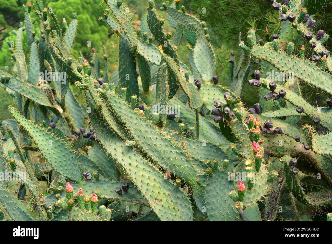 Kuhzunge Kaktusbirne (Opuntia engelmannii linguiformis) ist eine stachelige und saftige Pflanze, die in Texas beheimatet und in anderen gemäßigten Regionen eingebürgert ist. Stockfoto