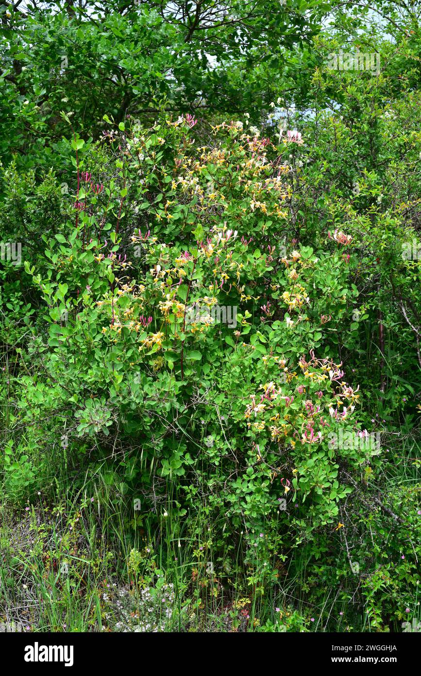 Die Etruskische Geißblatt (Lonicera etrusca) ist eine Laubbergsteigerpflanze, die in Europa beheimatet ist. Dieses Foto wurde in der Provinz Burgos, Castilla-Leon, Spanien aufgenommen. Stockfoto