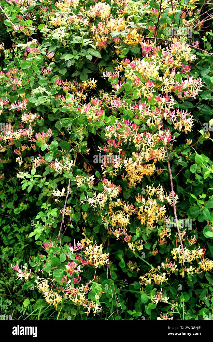 Die Etruskische Geißblatt (Lonicera etrusca) ist eine Laubbergsteigerpflanze, die in Europa beheimatet ist. Dieses Foto wurde in der Provinz Burgos, Castilla-Leon, Spanien aufgenommen. Stockfoto