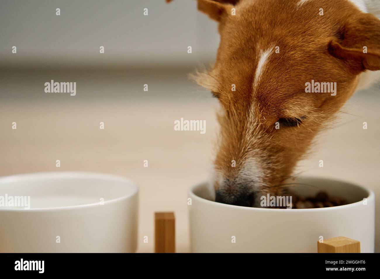 Hund, der Trockenfutter aus einer weißen Schüssel auf dem Boden in der Küche isst, hungriger Hund, Tierernährung und Tierpflege Stockfoto