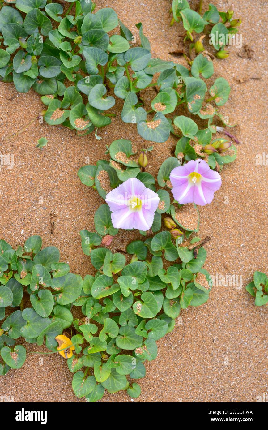 Beach Morning Glory oder Shore Bindweed (Calystegia soldanella oder Convolvulus soldanella) ist eine ausdauernde Rebe, die in gemäßigten Strandsandhabitaten heimisch ist Stockfoto