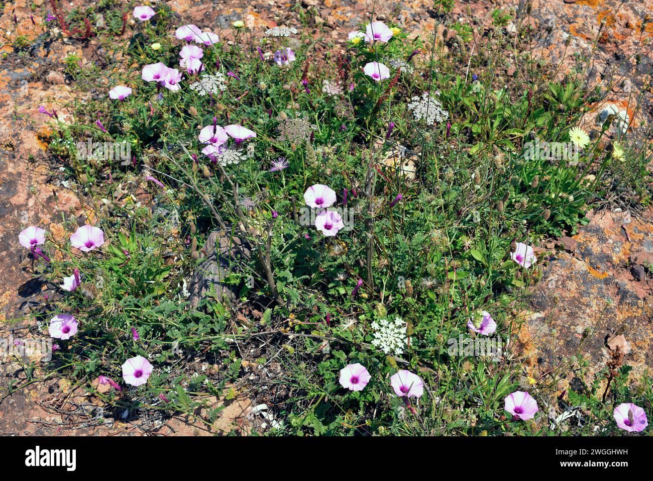 Malvenblättriger Bindweed (Convolvulus althaeoides) ist eine mehrjährige Kletterpflanze aus dem Mittelmeerbecken. Dieses Foto wurde in Cala Binimel·la gemacht, Stockfoto