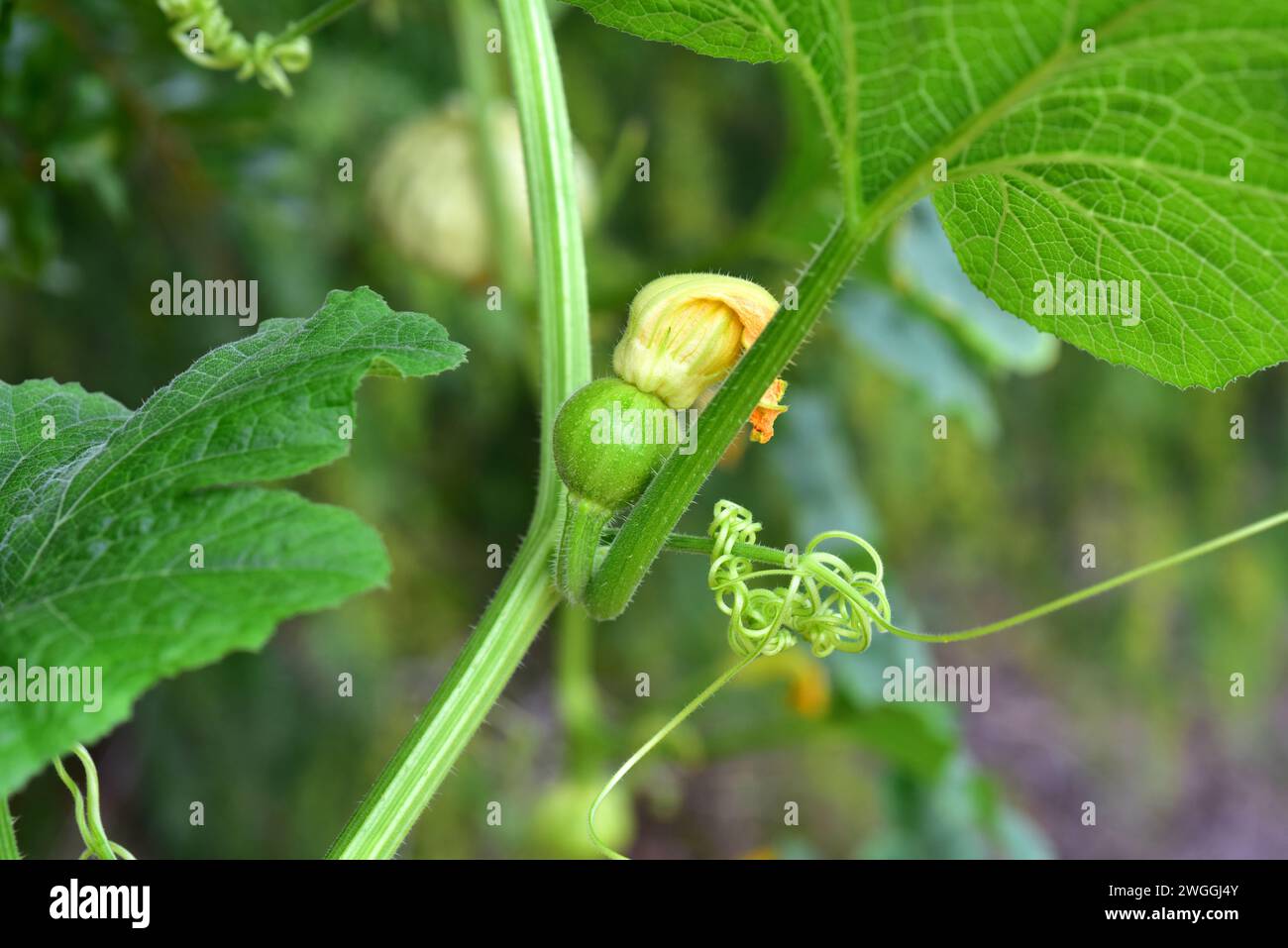 Warty Kürbis (Cucurbita pepo verrucosa) ist eine kultivierte Kletterpflanze. Blumen-, Obst- und Ranken-Details. Stockfoto