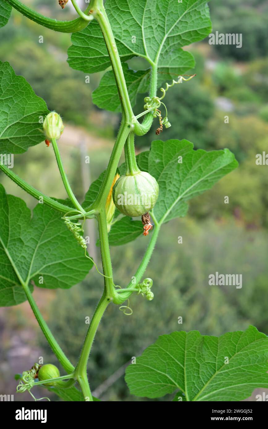 Warty Kürbis (Cucurbita pepo verrucosa) ist eine kultivierte Kletterpflanze. Mit Früchten. Stockfoto