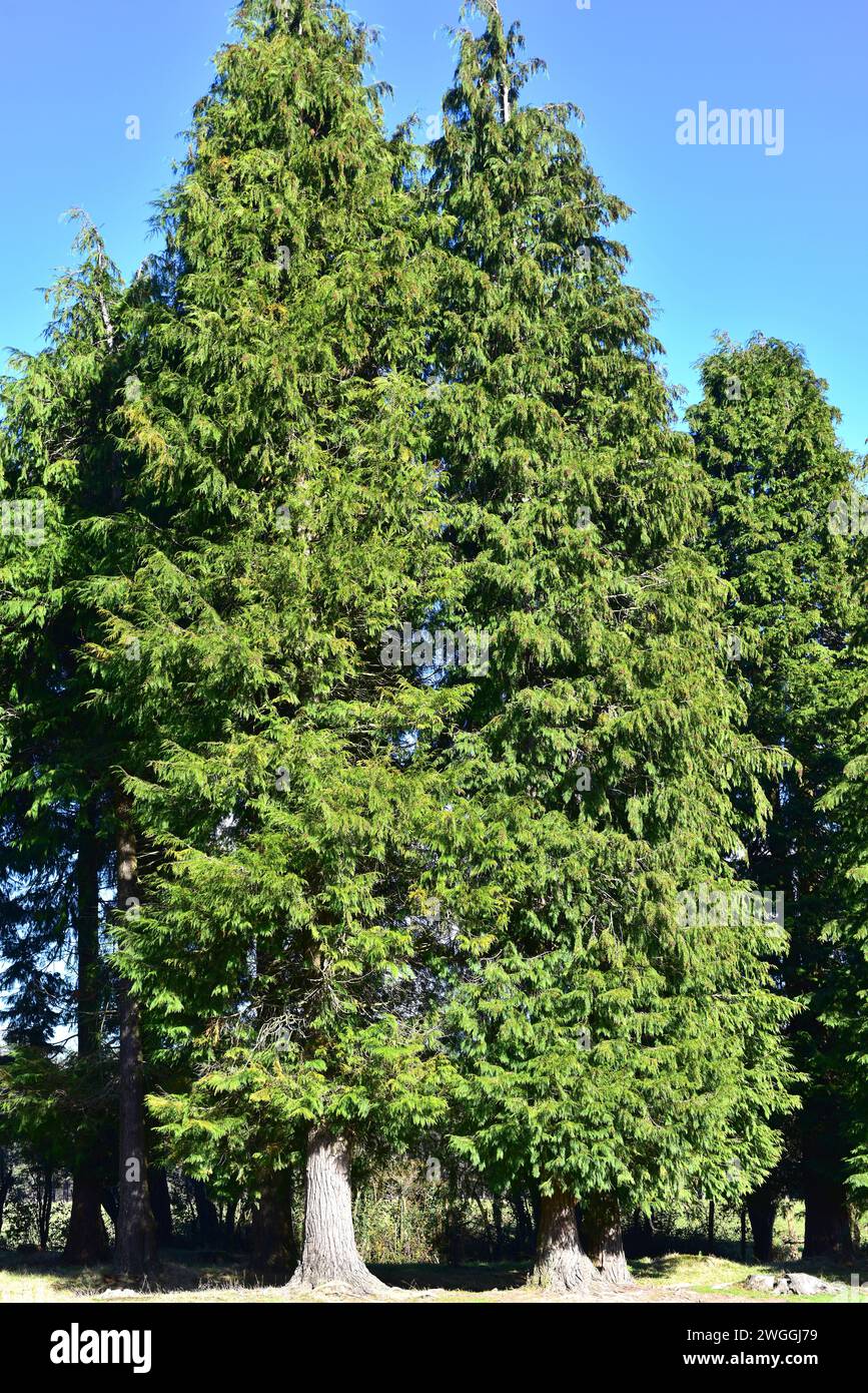 Die Lawson-Zypresse (Chamaecyparis lawsoniana) ist ein immergrüner Nadelbaum, der im Norden Kaliforniens und Oregon beheimatet ist und in anderen gemäßigten regi vorkommt Stockfoto