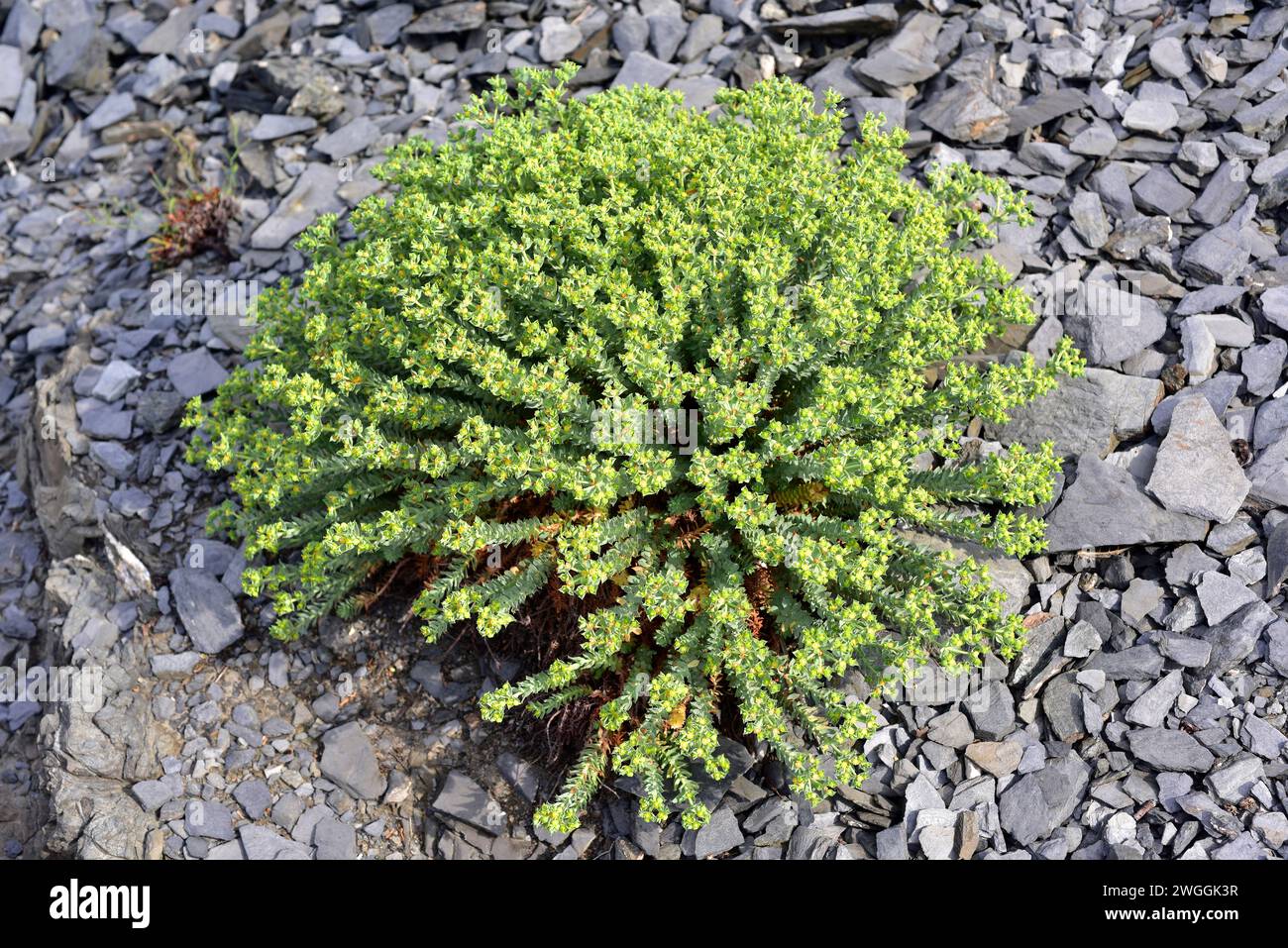 Esula Mayor (Euphorbia pithyusa) ist ein mehrjähriger Unterstrauch, der in Südwesteuropa (Balearen, Korsika, Sardinien, Sizilien und Mittelmeer) endemisch ist Stockfoto