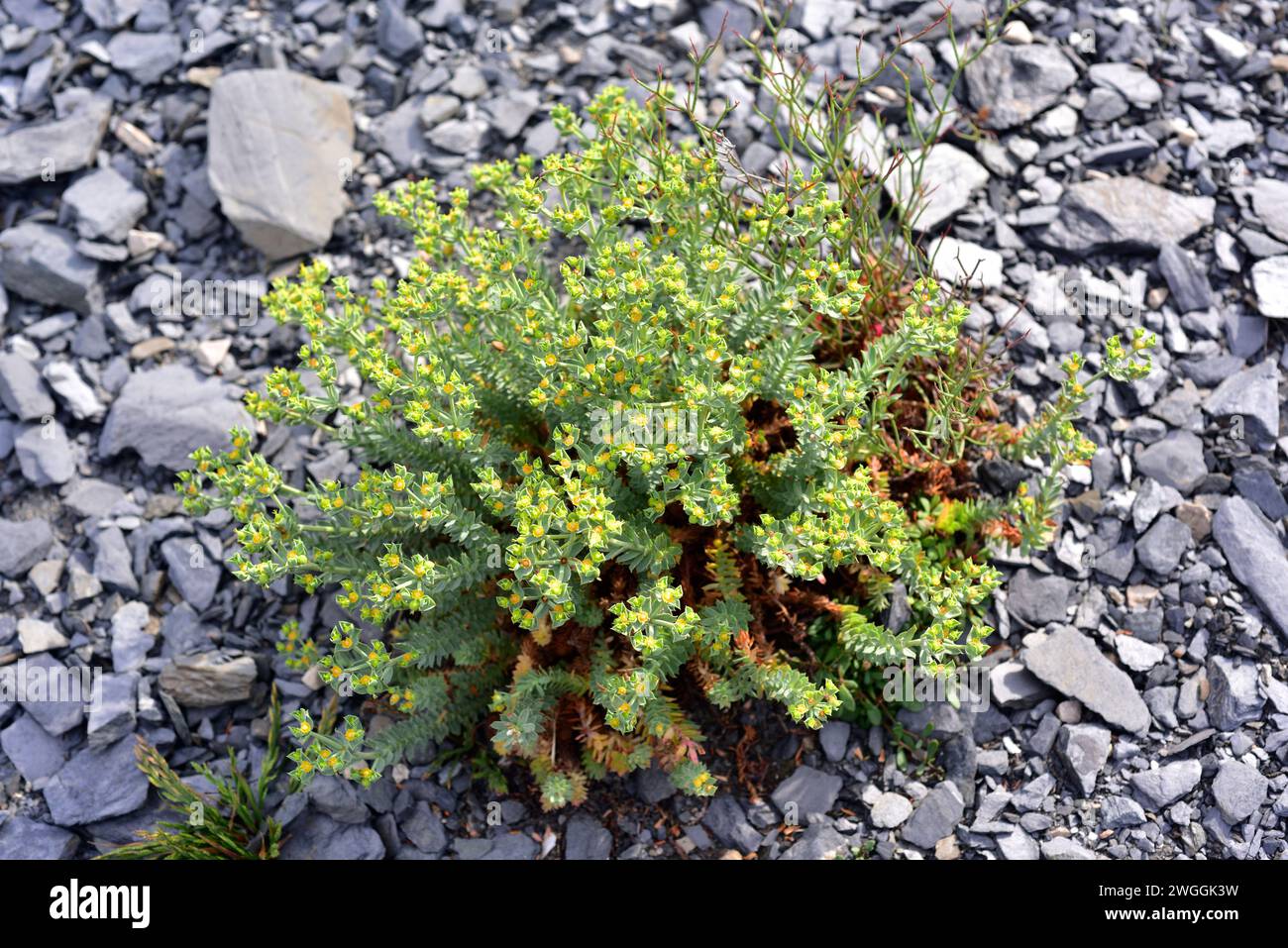Esula Mayor (Euphorbia pithyusa) ist ein mehrjähriger Unterstrauch, der in Südwesteuropa (Balearen, Korsika, Sardinien, Sizilien und Mittelmeer) endemisch ist Stockfoto