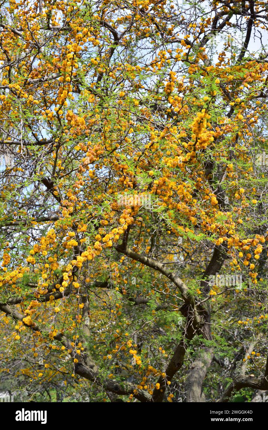 Aromo, churqui oder espinillo (Acacia caven oder Vachellia caven) ist ein stacheliger Laubbaum, der im südlichen Südamerika beheimatet ist. Blühende Pflanze. Stockfoto