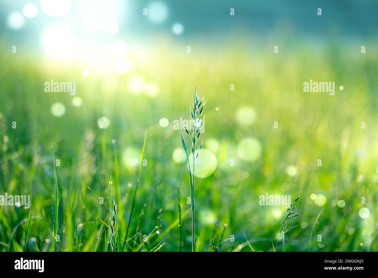Green Meadow: Nahaufnahme von taugetränkten Grasklingen im Sonnenlicht Stockfoto