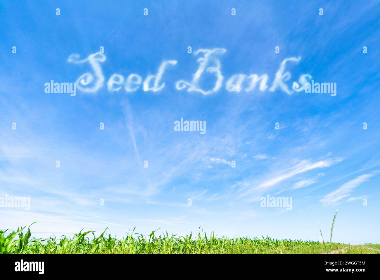 Saatgutbanken: Anlagen zur Lagerung und Konservierung von Pflanzensamen für künftige Restaurationsbemühungen. Stockfoto