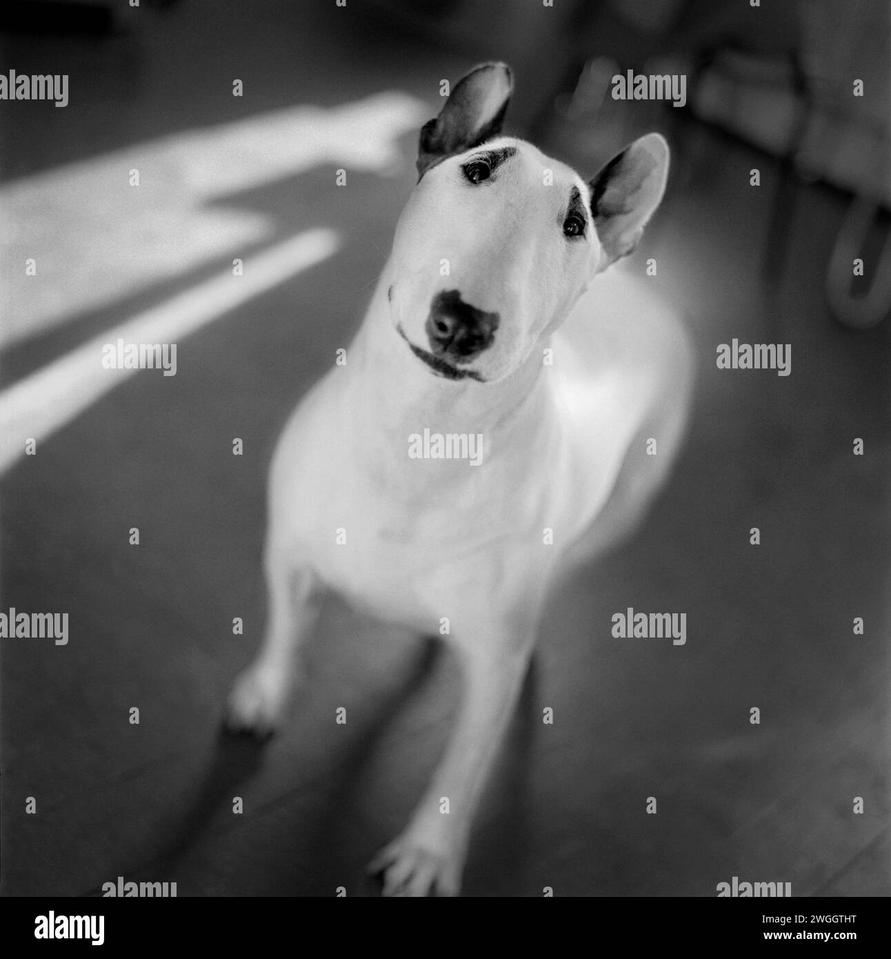 Ein Hund in einem sonnendurchfluteten Raum. Stockfoto