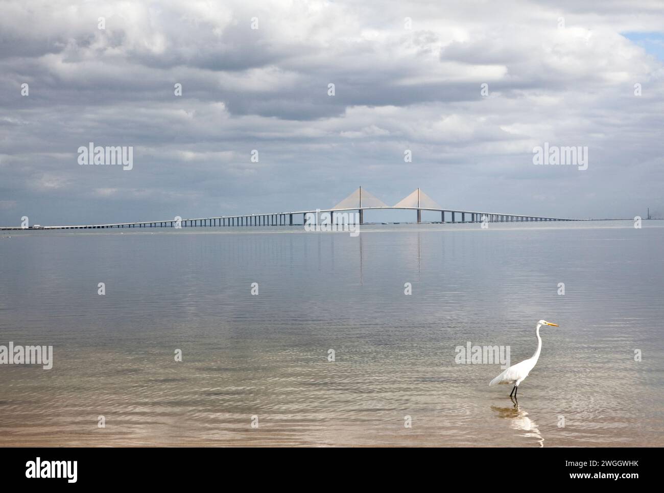 Ein Vogel spiegelt sich im Wasser der Tampa Bay mit der riesigen Sunshine Skyway Bridge im Hintergrund Stockfoto