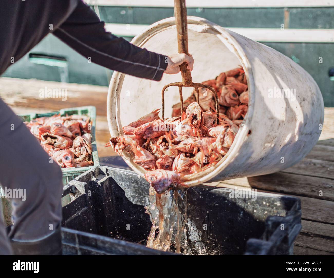 Smack Boat Worker, der Köder für das Hummerfischen vorbereitet, Casco Bay, Maine, USA Stockfoto