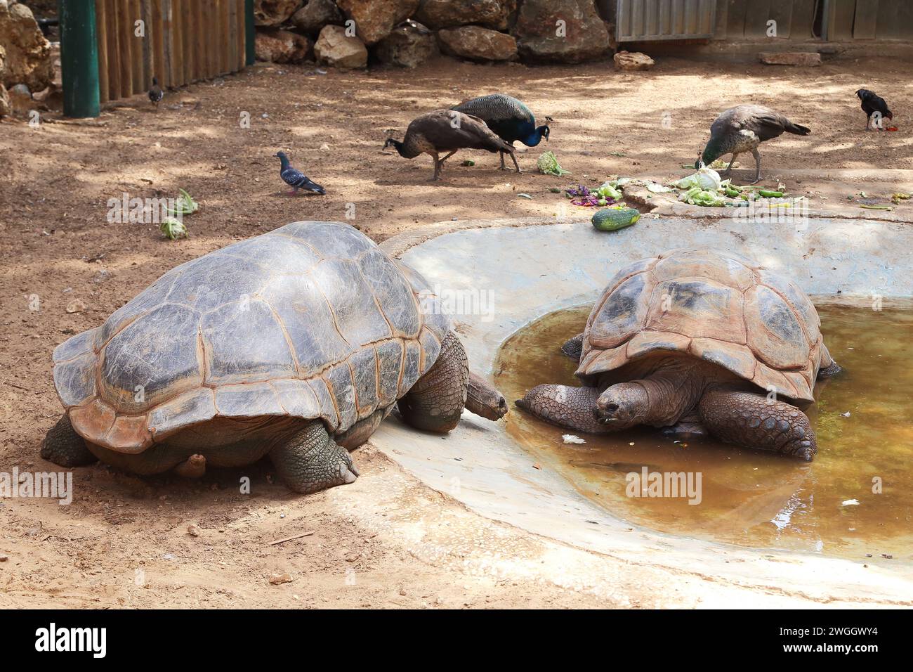 RAMAT GAN, ISRAEL - 25. SEPTEMBER 2017: Das sind zwei Aldabra-Riesenschildkröten in einem Safaripark. Stockfoto