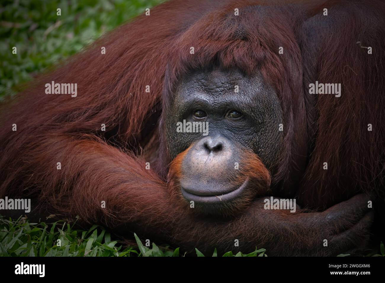 Porträt des Borneanischen Orang-Utans im Zoo Stockfoto